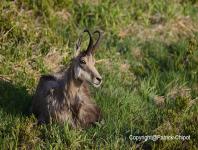 images/chamois/chamois-15 juin-2013-13 copie.jpg